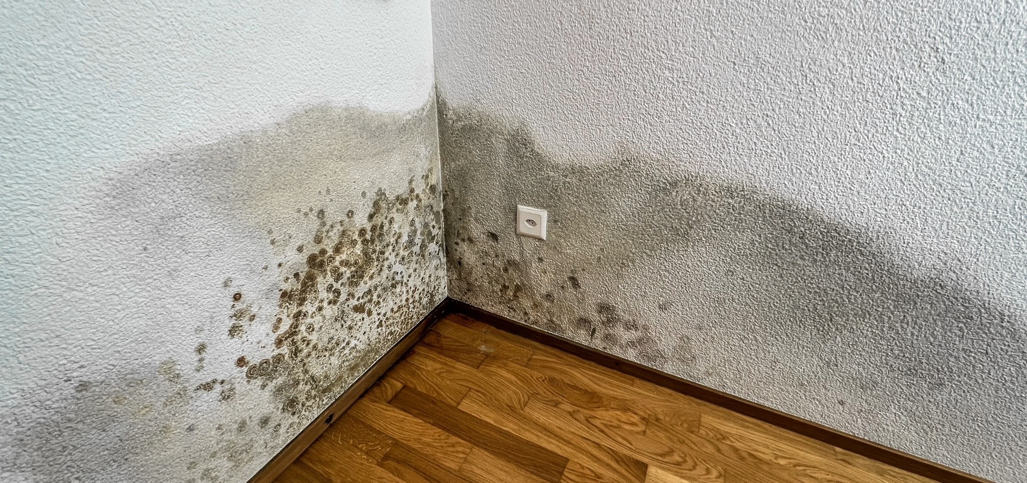 Schimmel- und Pilzanalyse